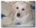 Labrador.jpg