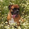 boxer.jpg